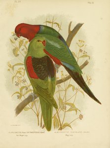 Rødvinget Lori eller rødvinget papegøye, 1891